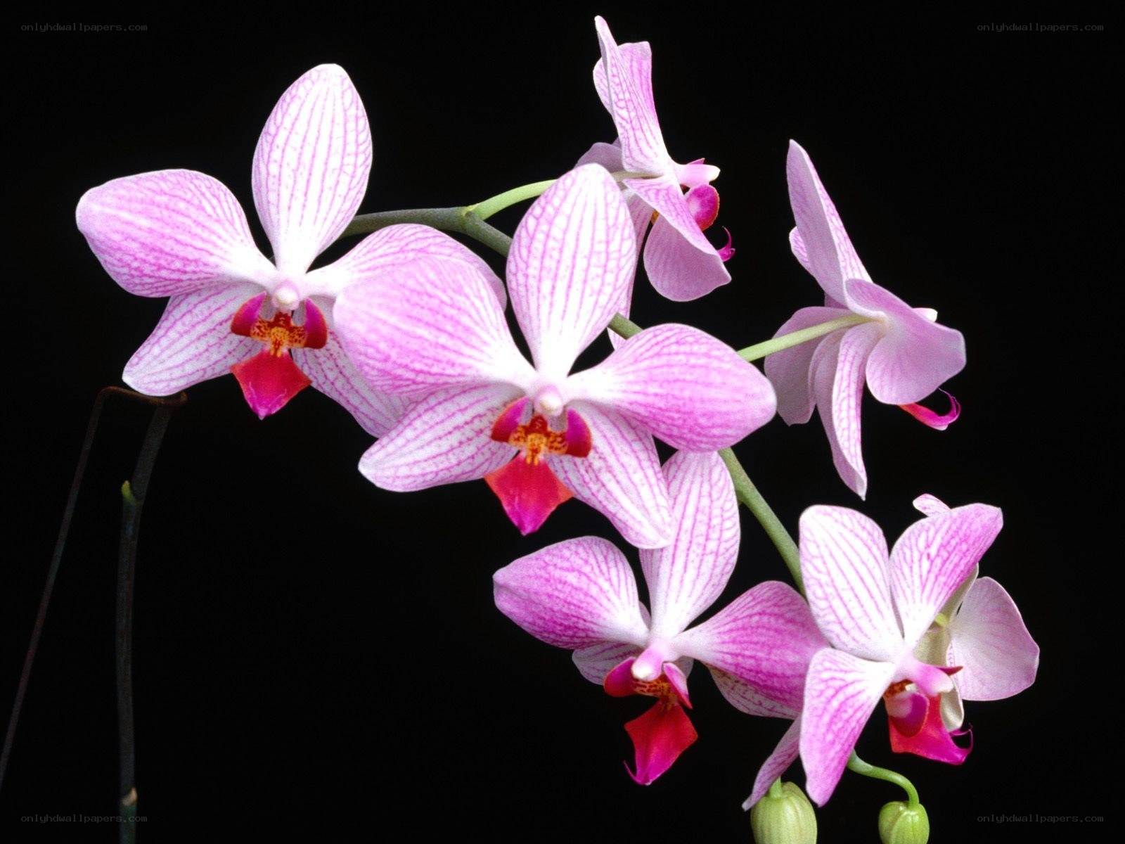 Pink orchid flowers