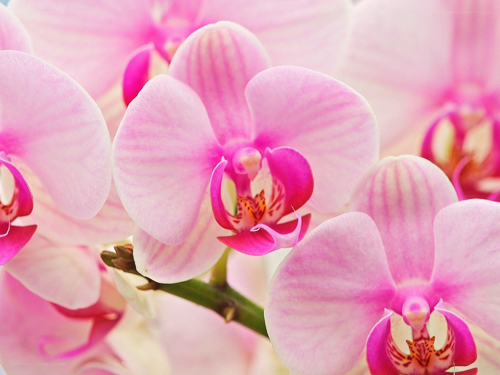Pink orchid flowers