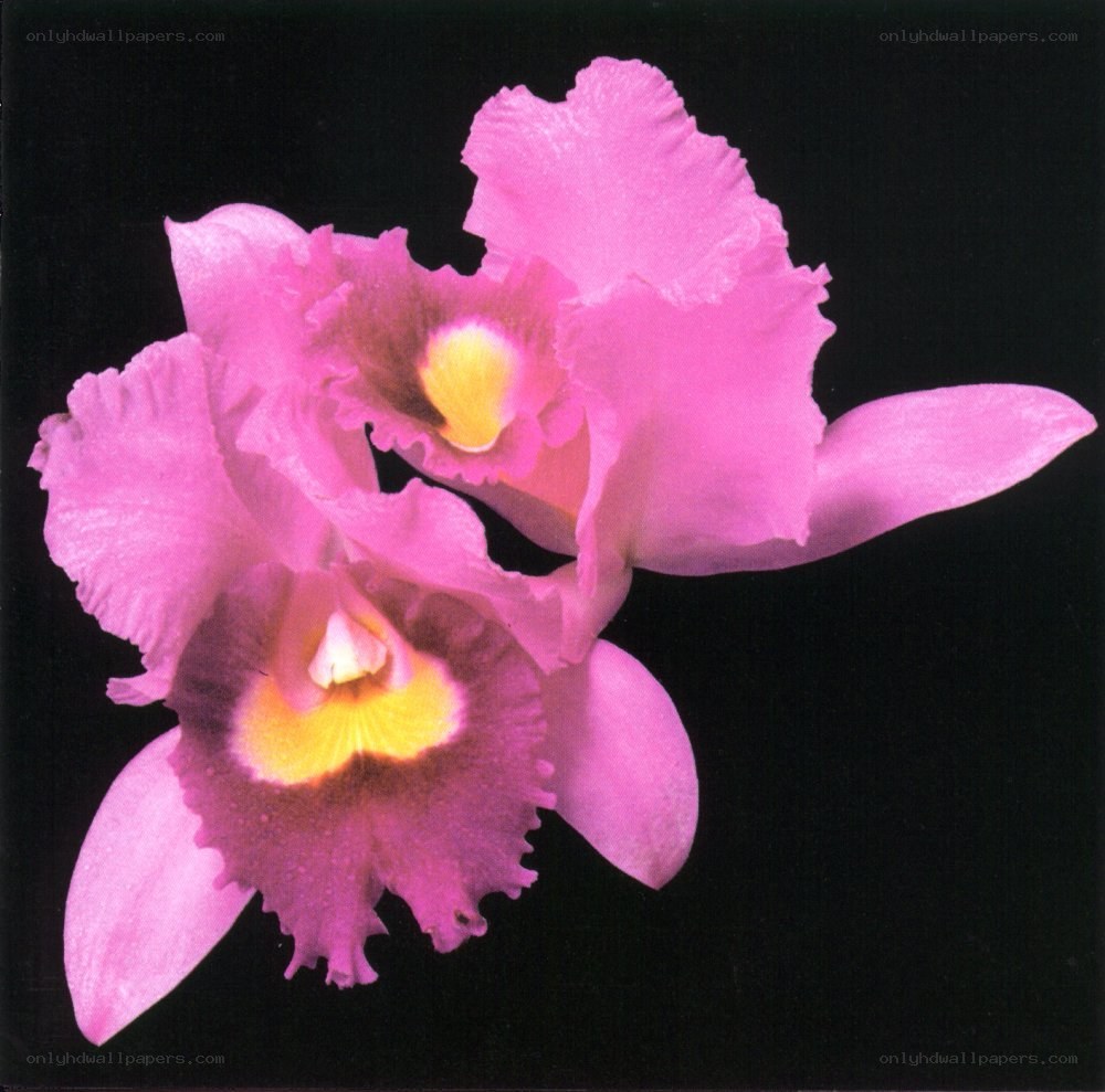 Pink orchid flowers