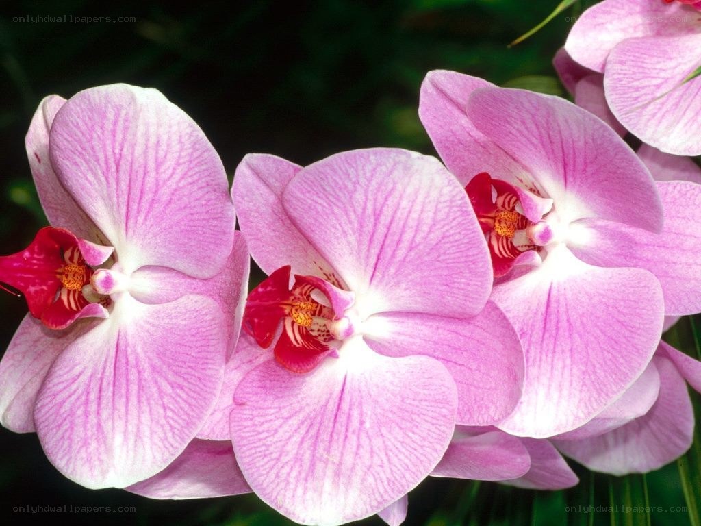 Pink orchid flowers