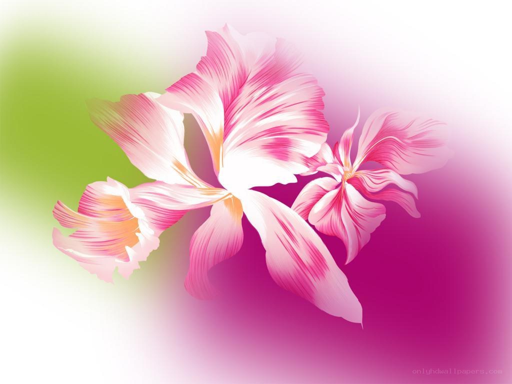 pink orchid flowers