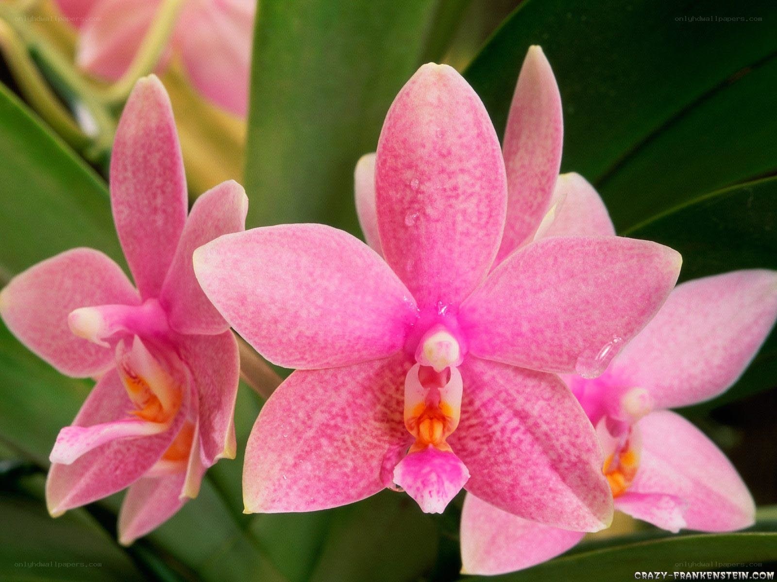 Pink orchid flowers