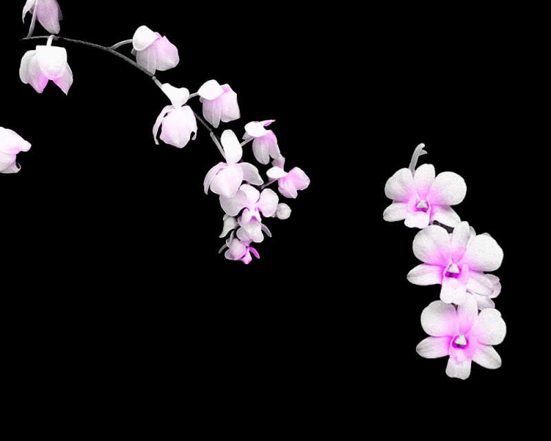 pink orchid flowers