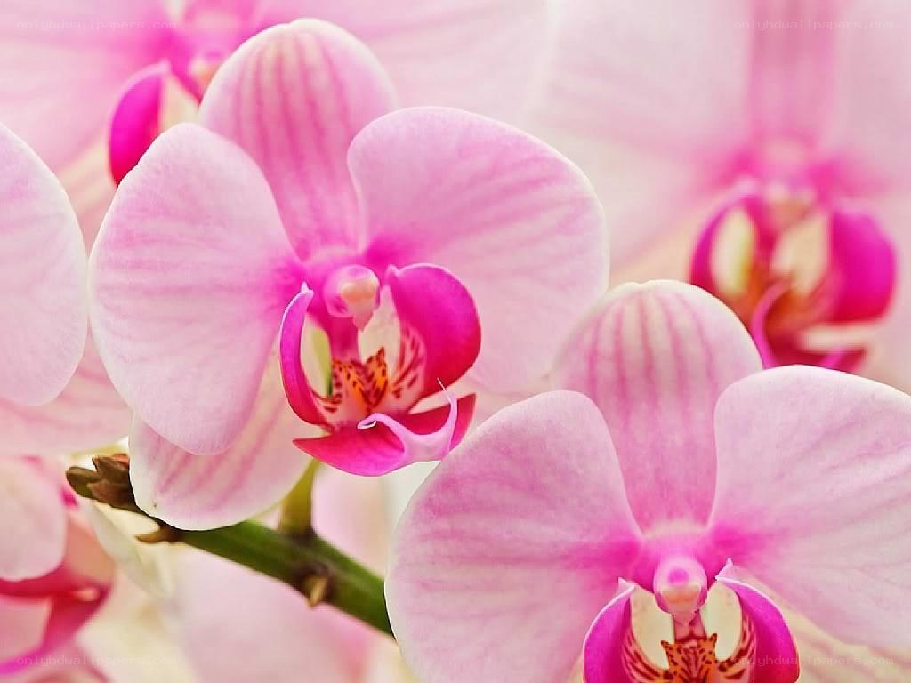 Pink orchid flowers