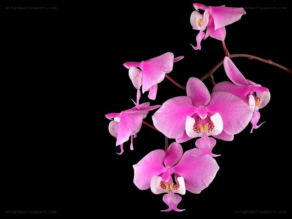 Pink orchid flowers