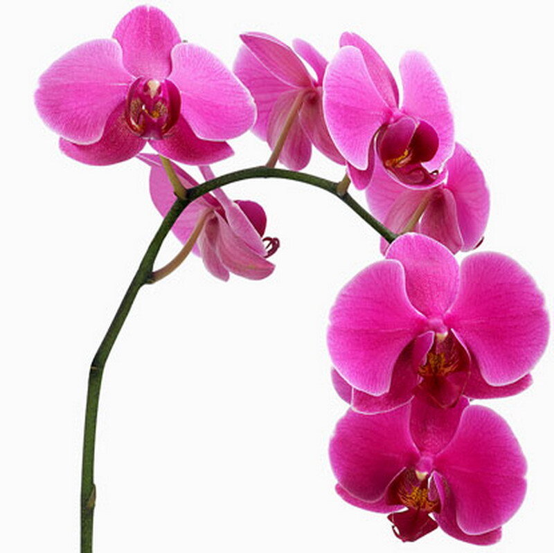 Pink orchid flowers