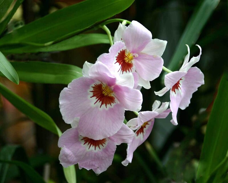 pink orchid flowers