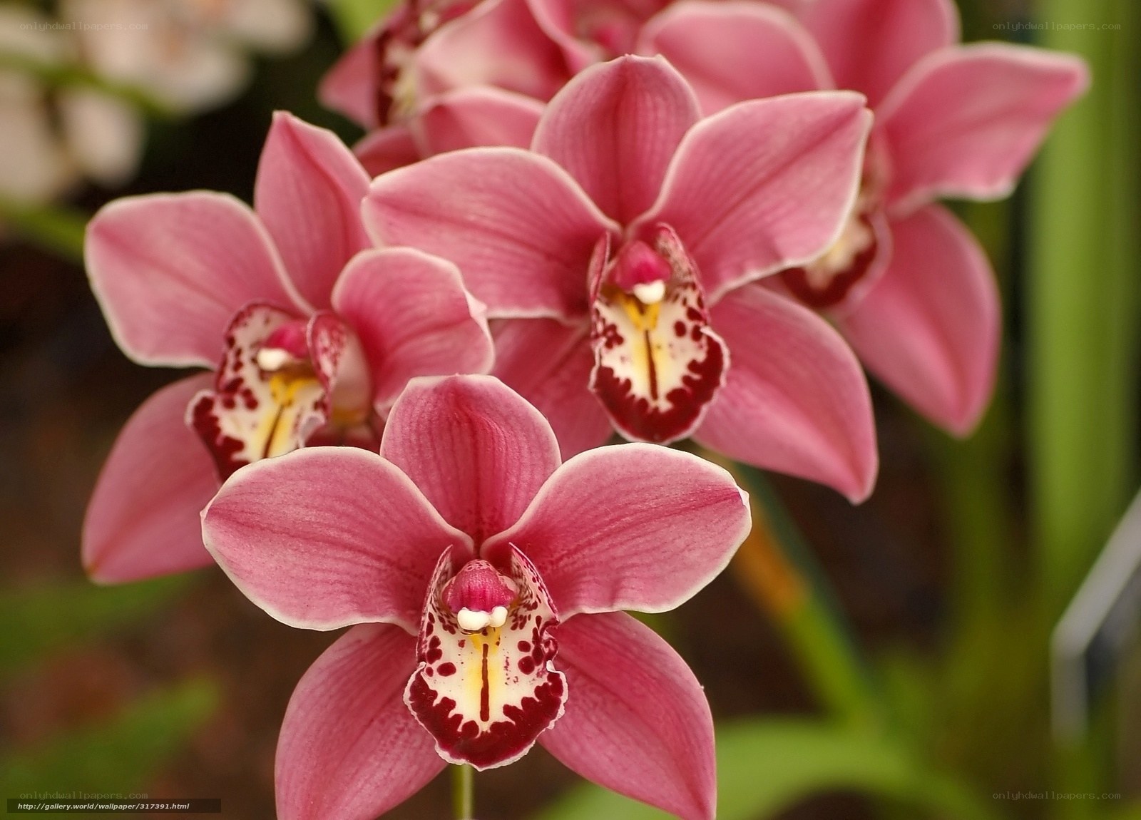 Pink orchid flowers