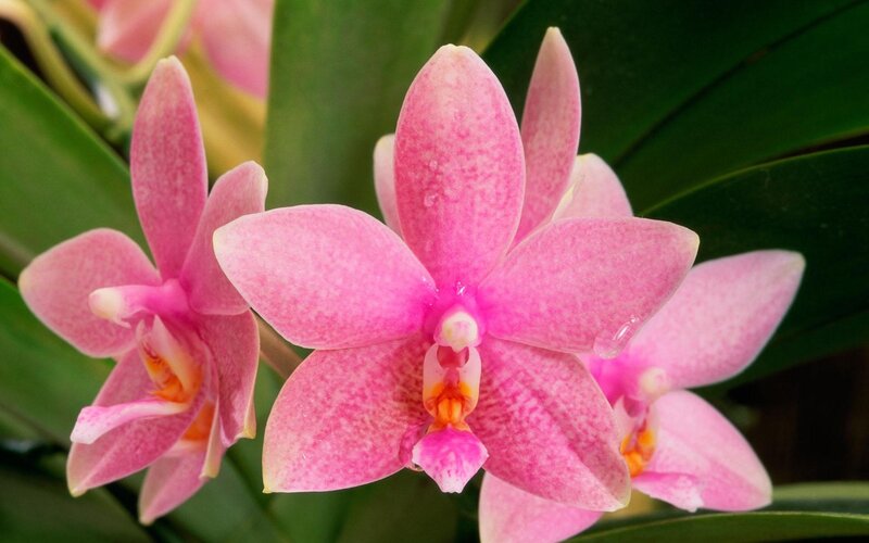 Pink orchid flowers