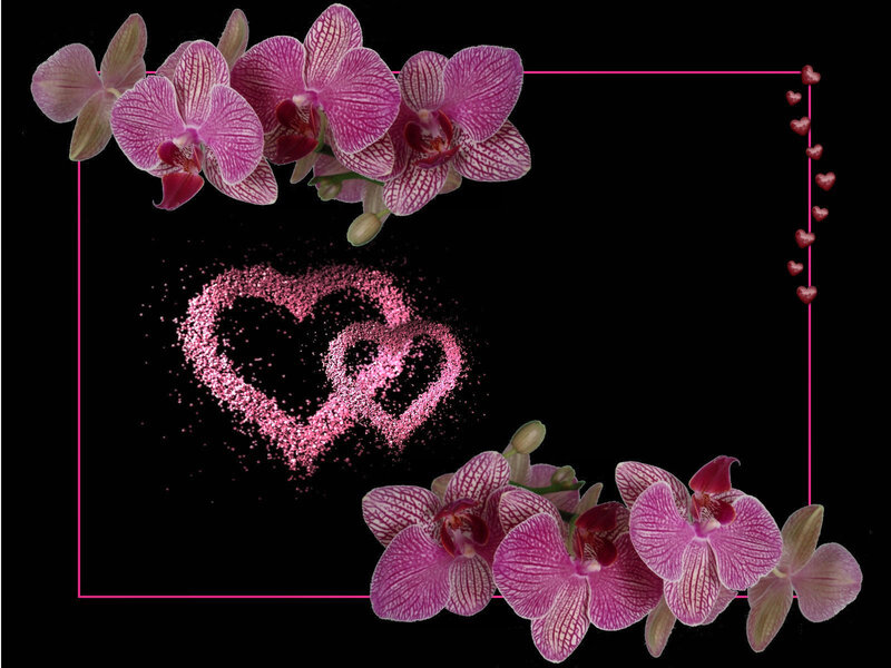 Pink Orchid Flowers — Black