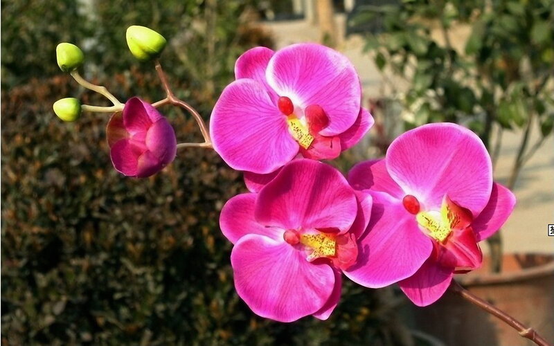 Pink Orchid Flowers — Calm, Afternoon, Photograph, Buds