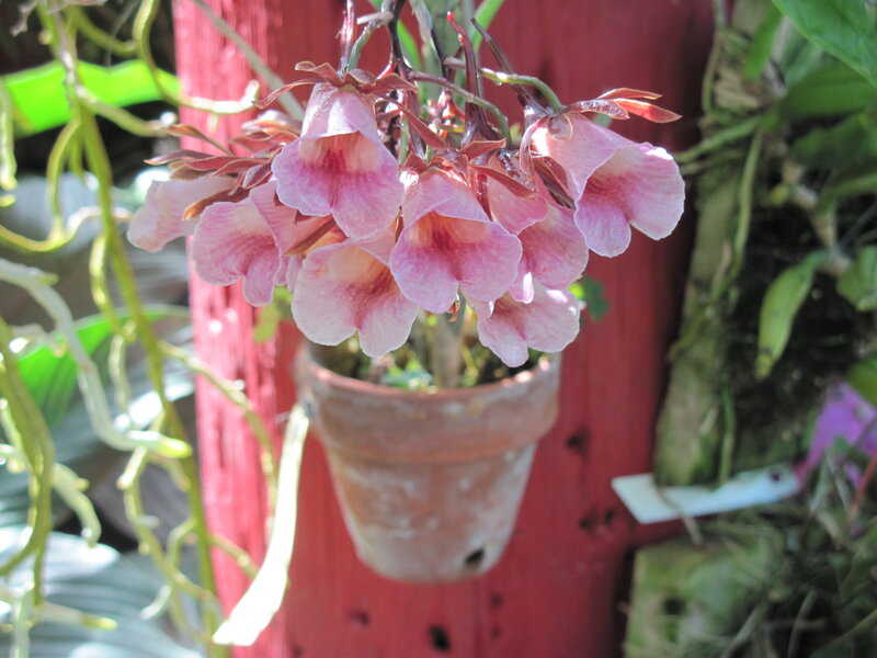 Pink Orchid Flowers — Calm, Afternoon, Photograph, Pot