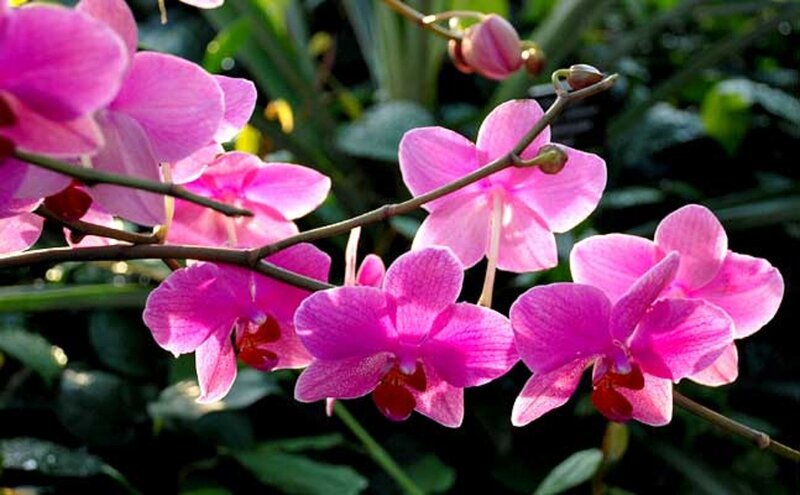 Pink Orchid Flowers — Calm, Afternoon, Photograph
