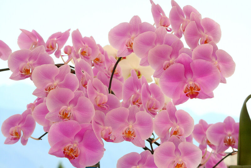 Pink Orchid Flowers — Calm, Afternoon