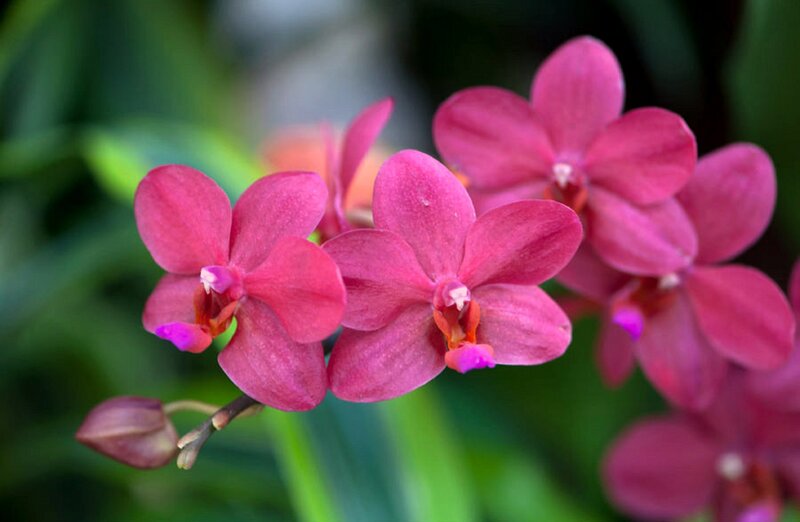 Pink Orchid Flowers — Calm, Photograph, Bloom