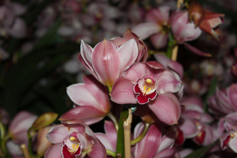 Pink Orchid Flowers — Calm, Photograph, Buds