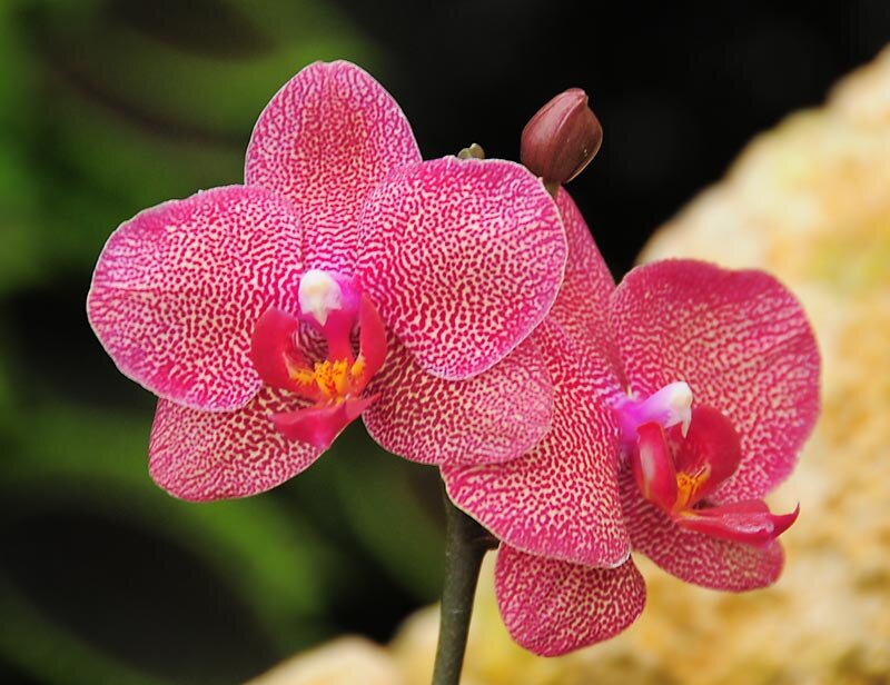 Pink Orchid Flowers — Calm, Photograph, Flower, Bud
