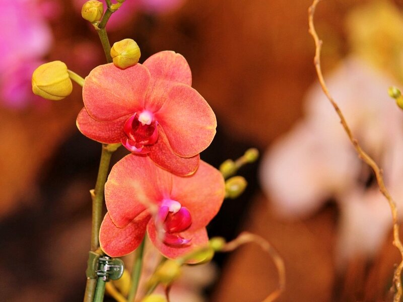 Pink Orchid Flowers — Calm, Photograph, Flower Buds, Stem