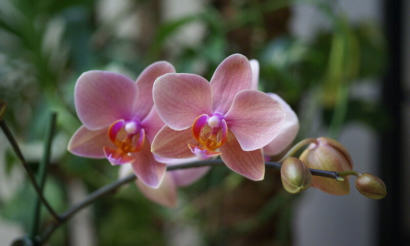 Pink Orchid Flowers — Calm, Photograph, Flower Buds