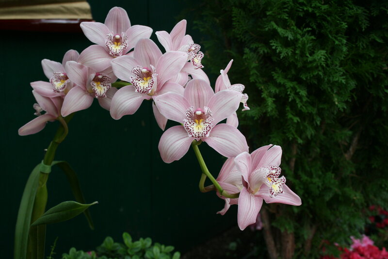 Pink Orchid Flowers — Calm, Photograph, Green Foliage