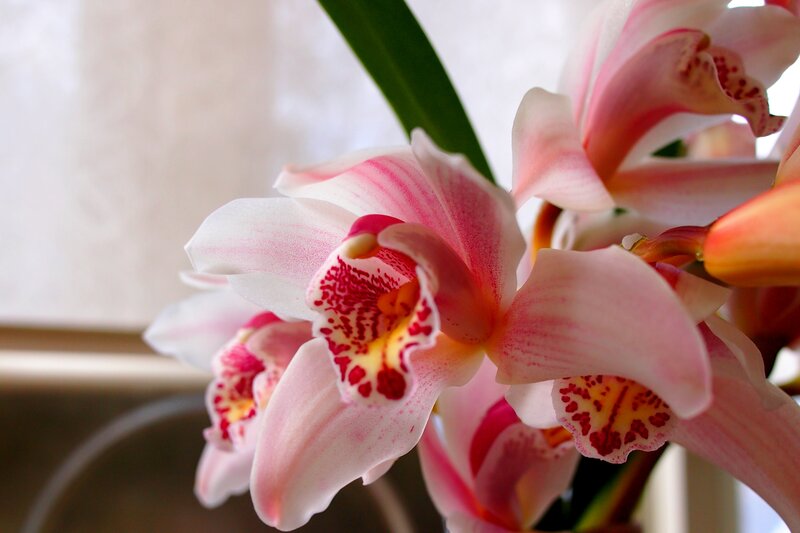 Pink Orchid Flowers — Calm, Photograph, Green Leaf
