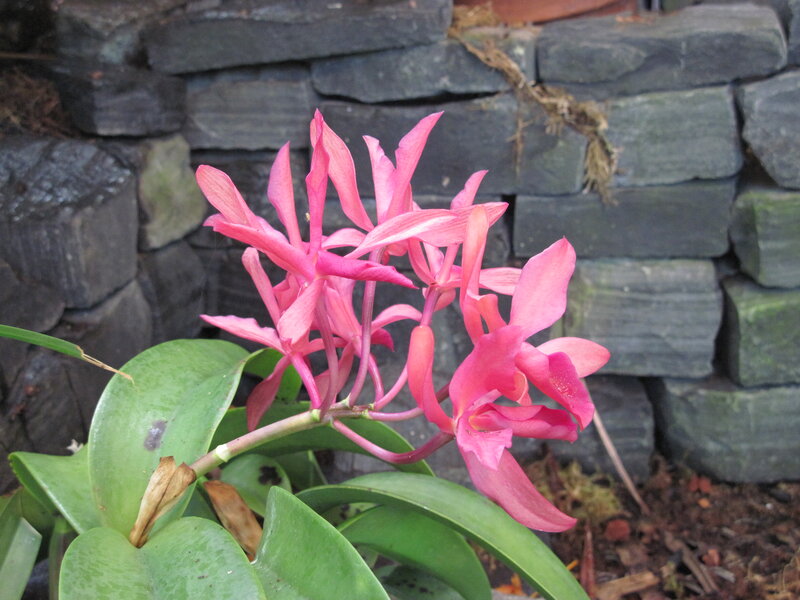 Pink Orchid Flowers — Calm, Photograph, Green Leaves, Stone Wall