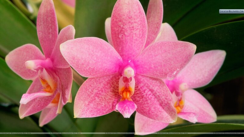 Pink Orchid Flowers — Calm, Photograph, Green Leaves