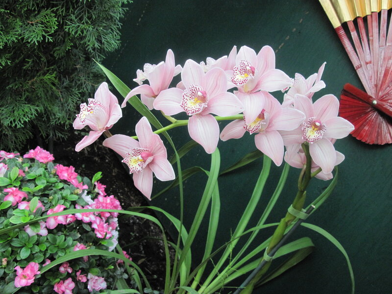 Pink Orchid Flowers — Calm, Photograph, Green Plants