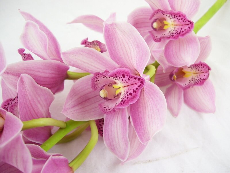 Pink Orchid Flowers — Calm, Photograph, Green Stems