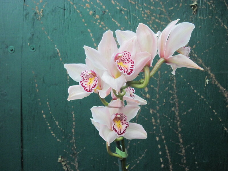 Pink Orchid Flowers — Calm, Photograph, Green Wall
