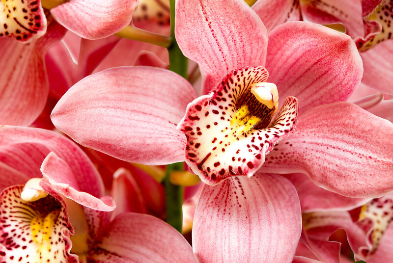 Pink Orchid Flowers — Calm, Photograph, Petals, Stamen