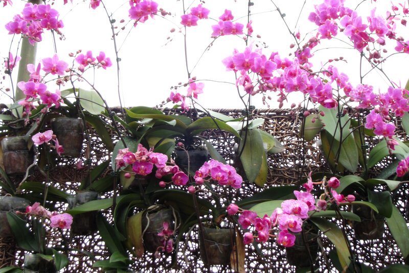 Pink Orchid Flowers — Calm, Photograph, Pots