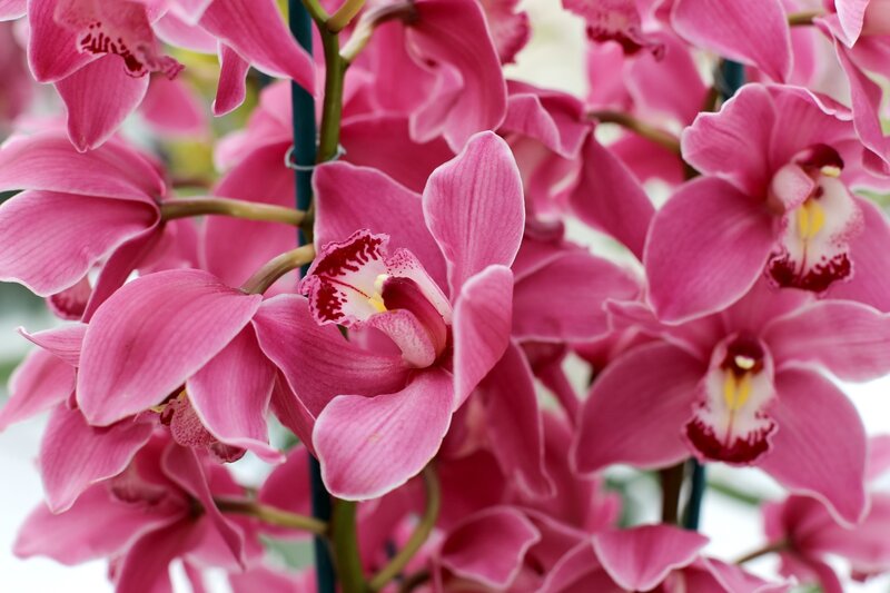 Pink Orchid Flowers — Calm, Photograph, Stem