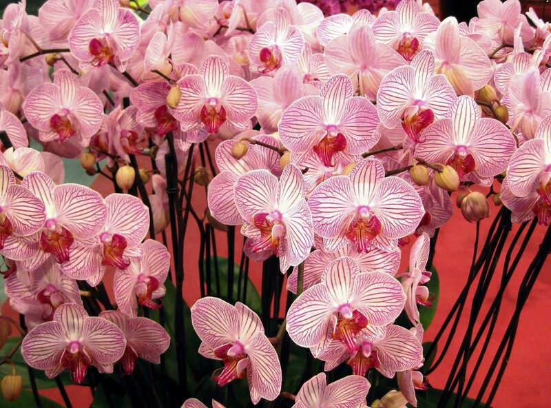 Pink Orchid Flowers — Calm, Photograph, Stems, Buds