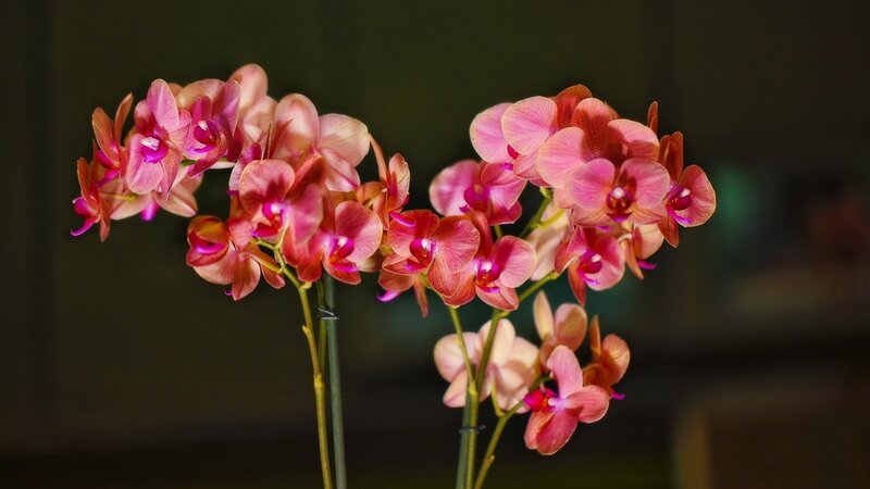 Pink Orchid Flowers — Calm, Photograph, Stems, Dark Background