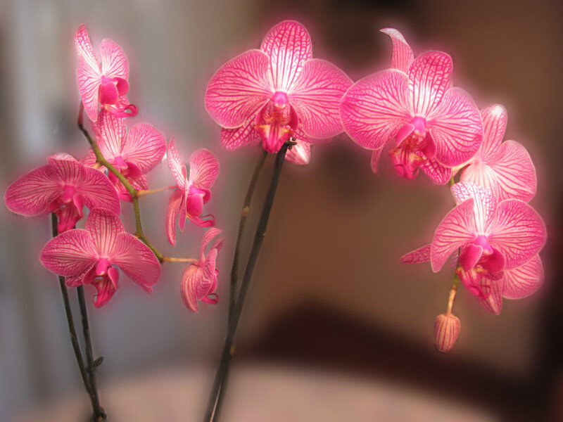 Pink Orchid Flowers — Calm, Photograph, Stems
