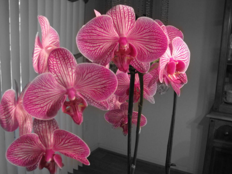 Pink Orchid Flowers — Calm, Photograph, Stems, Window Blinds