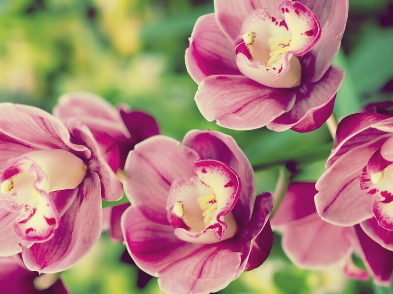 Pink Orchid Flowers — Calm, Photograph