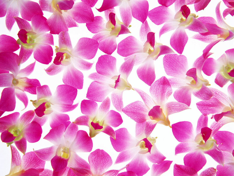 Pink Orchid Flowers — Calm, Photograph, White Background