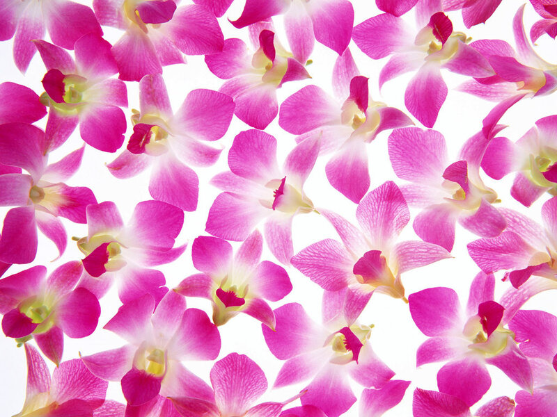 Pink Orchid Flowers — Calm, Photograph, White Background, White