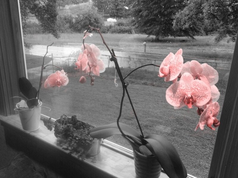 Pink Orchid Flowers — Calm, Photograph, Window