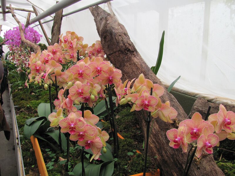 Pink Orchid Flowers — Calm, Photograph, Wooden Log