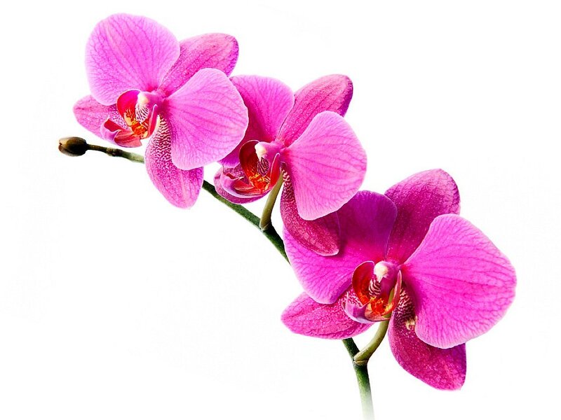 Pink Orchid Flowers — Calm