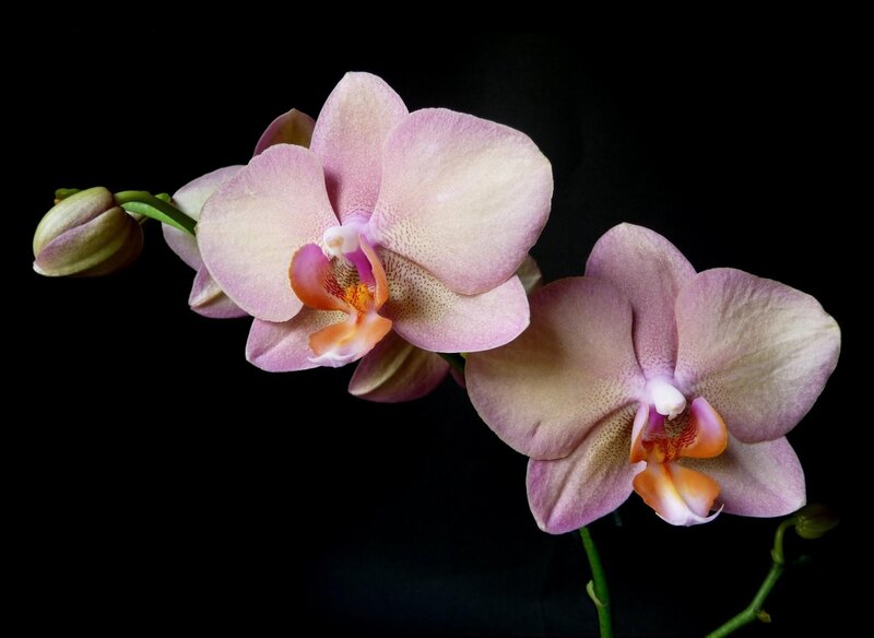 Pink Orchid Flowers — Dramatic, Photograph, Flower, Bud