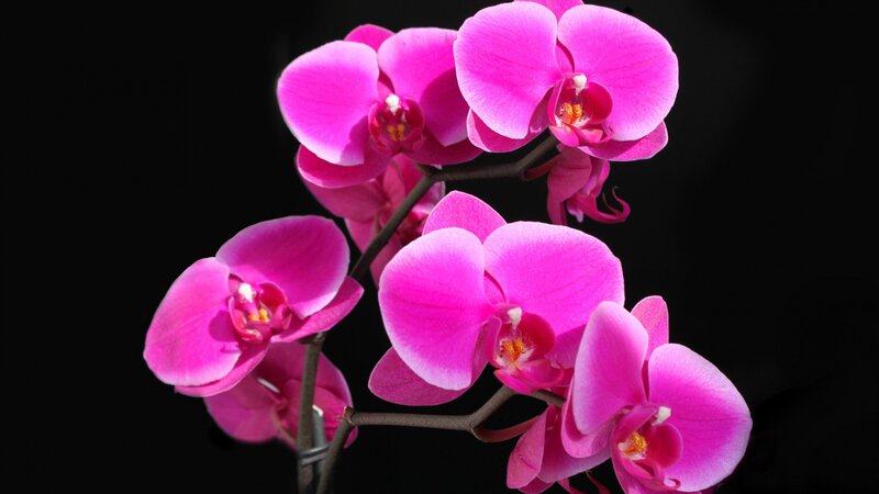 Pink Orchid Flowers — Dramatic, Photograph, Flower, Stem, Black Background