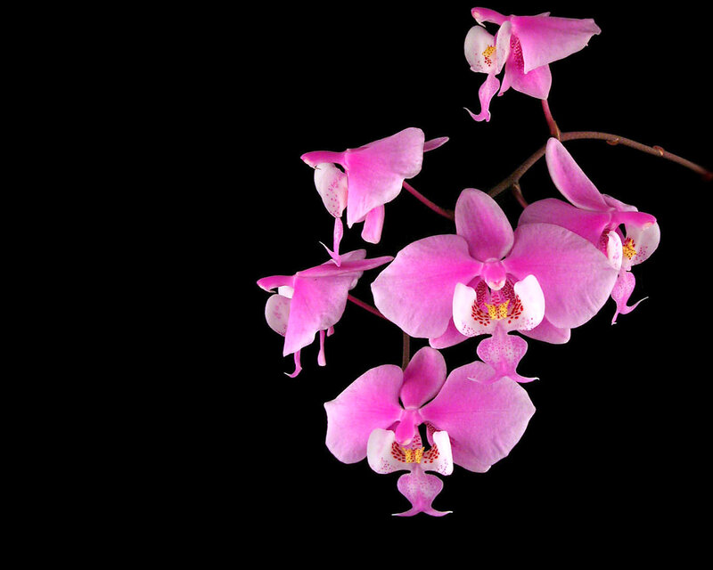 Pink Orchid Flowers — Dramatic, Photograph, Flower, Stem