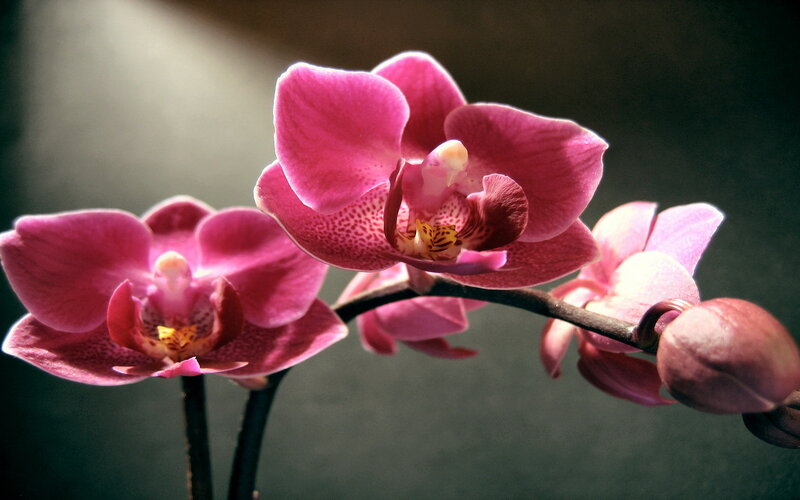 Pink Orchid Flowers — Dramatic, Photograph, Flower