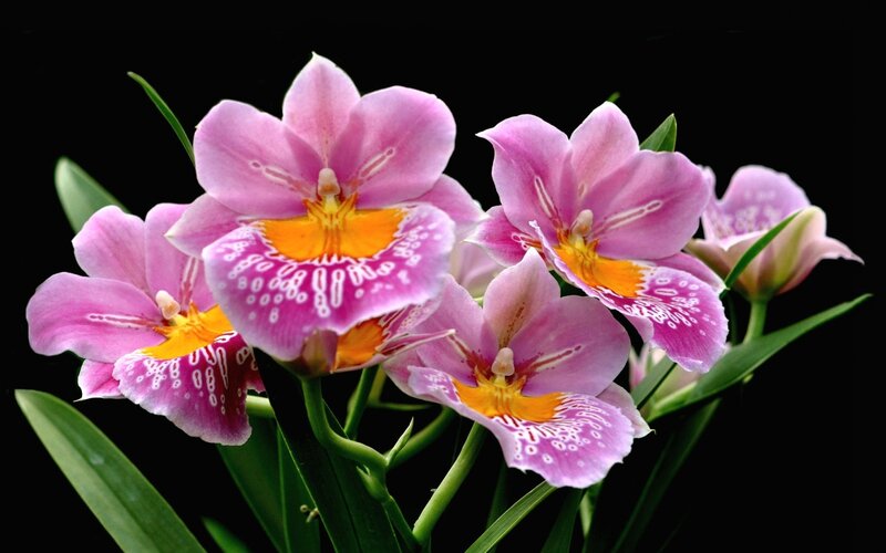 Pink Orchid Flowers — Dramatic, Photograph, Green Leaves