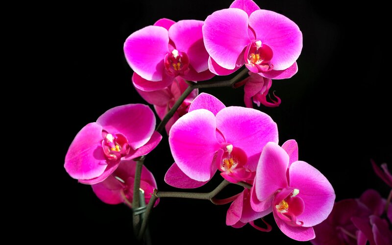 Pink Orchid Flowers — Dramatic, Photograph, Stem, Black Background