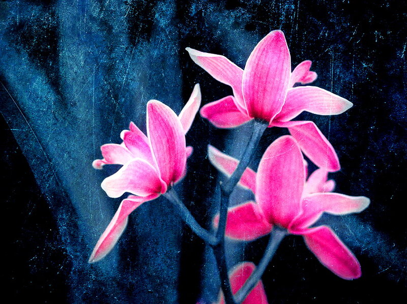 Pink Orchid Flowers — Dramatic, Photograph, Stem, Dark Background